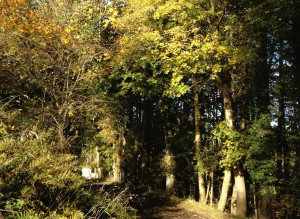 woodland walks