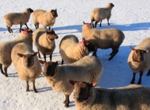 sheep in snowy field