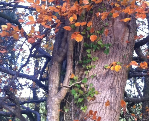 last of the autumn leaves at Barwheys